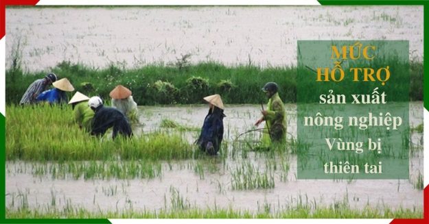 Mức hỗ trợ sản xuất nông nghiệp vùng bị thiệt hại do thiên tai